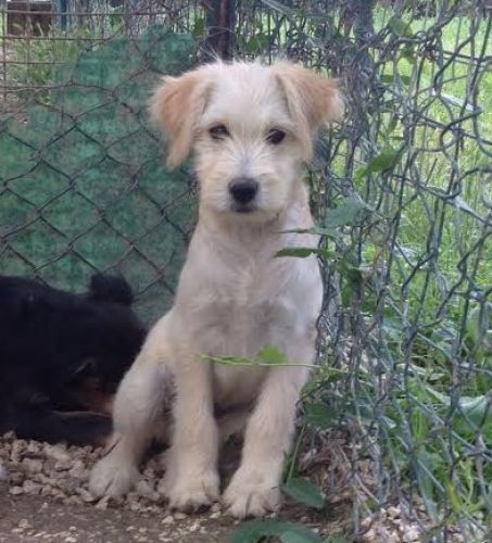 cuccioli_spinoni_copy