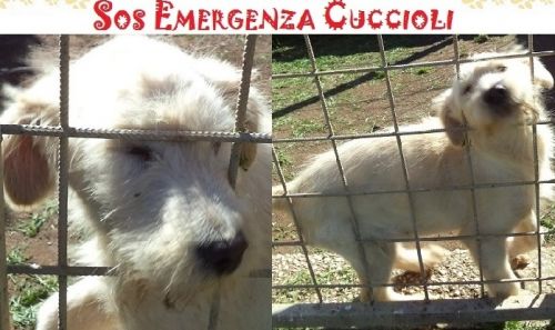 cuccioli_spinoni_cucciolissimi