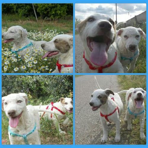 cuccioli_stradacalabria