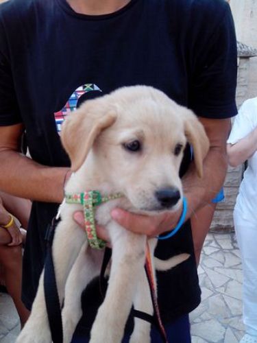 cuccioli_torva1