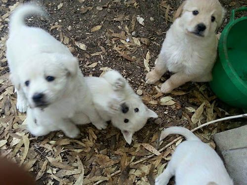 cuccioli_valentina_augusta__7230663357417661198_n