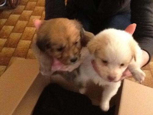 cuccioli_valmontone