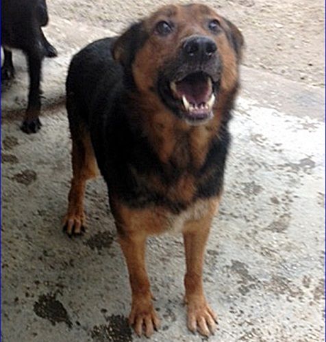 dalila
