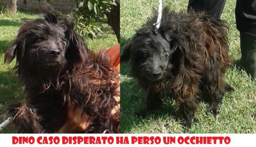 dino_appello