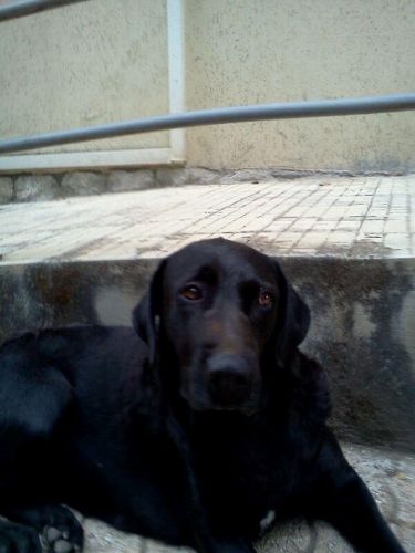 dora_1_sof_PA