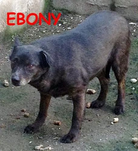 ebony_ivory1