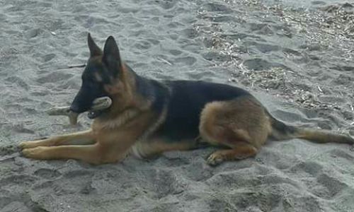 enea_1