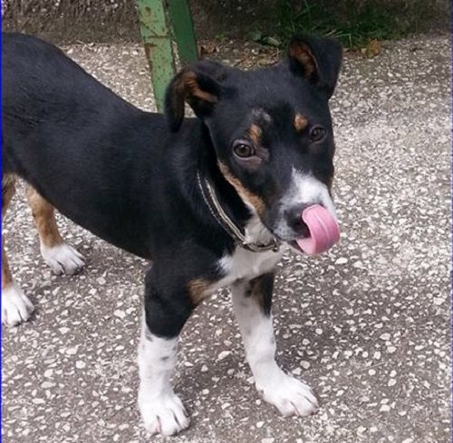 ettore2