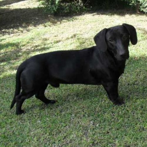 ettore_bassotto_1