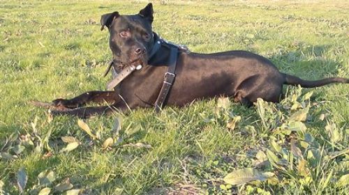 ettore_testimonianza2