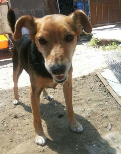 fido_pincher-1