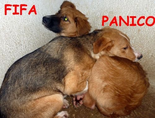 fifa_panico