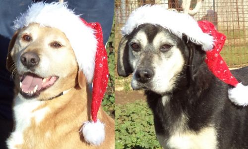 fred_e_barney_natale