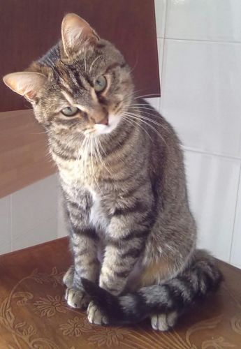 gattina_brindisi
