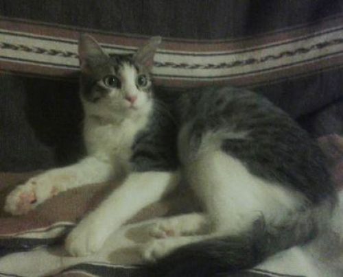 gattina_messicana2
