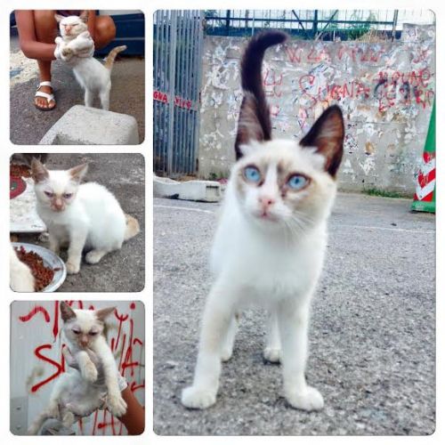 gattini_napoli
