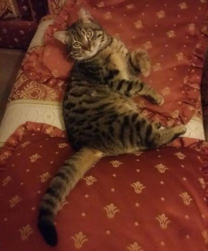 gattino_abbandonato