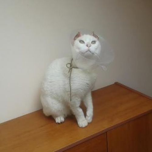 gatto_bianco