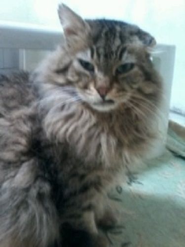 gattoannarita_7694