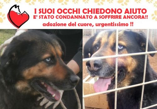 gigio_new_urgente