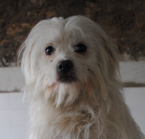 gilda