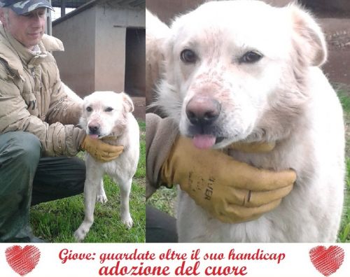 giove_adozione_del_cuore_cucciolissimi