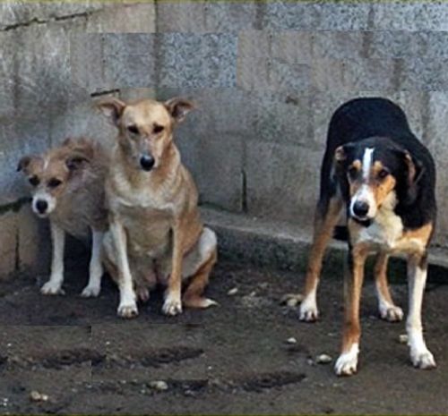 goccia-cocca-rori_2