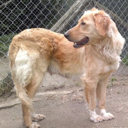 golden_2anni1
