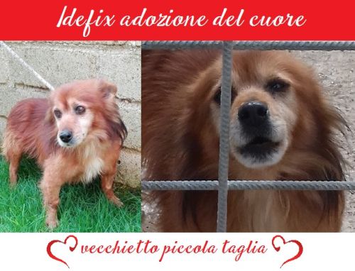 idefix_vecchietto