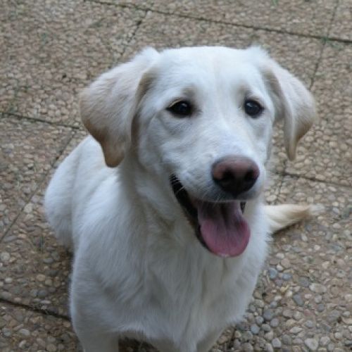 incrocio_labrador1