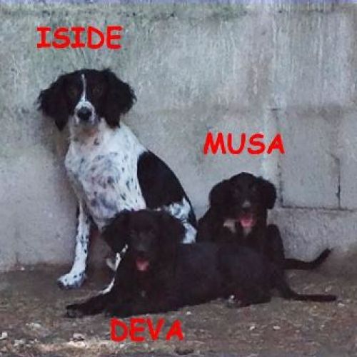 iside_cucciole