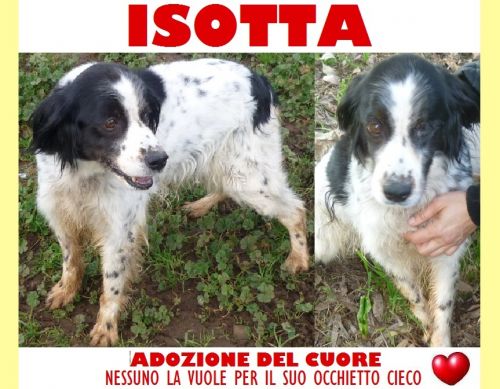 isotta_appello
