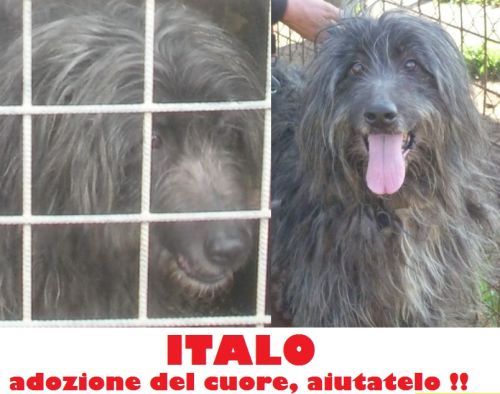 italo_cucciolissimi