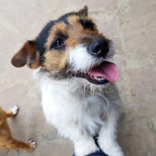 jackrusselterrier