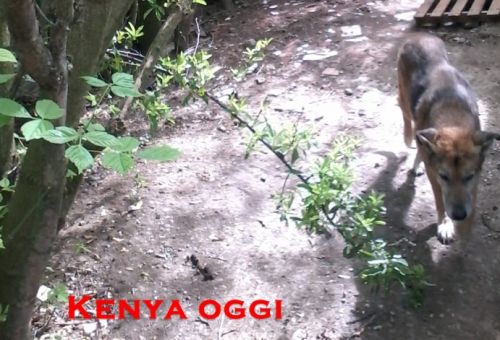 kenia_oggi