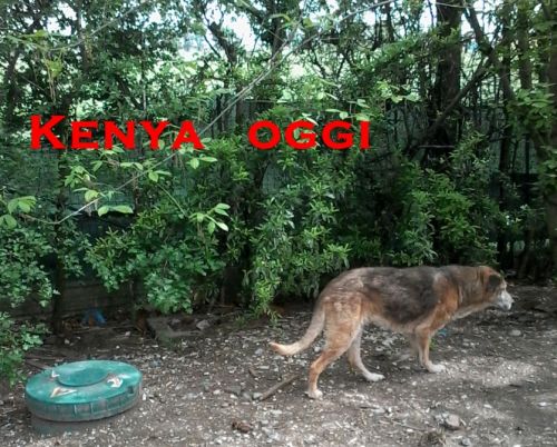kenia_oggi_2