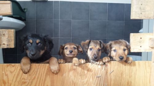kimbo_carlotta_toffy_toby