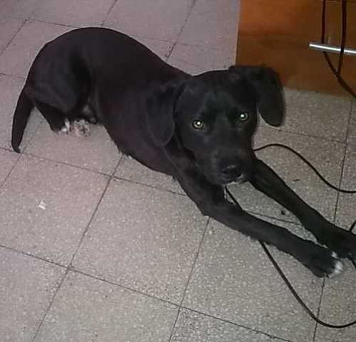 kuma_spike1
