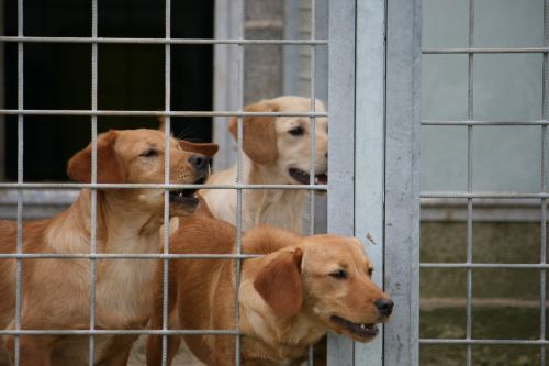 labradorine1