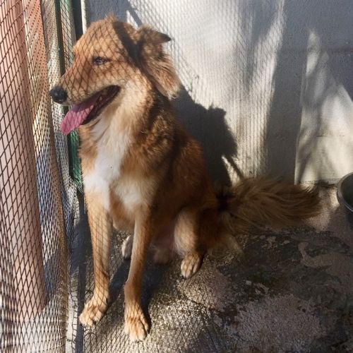 lassie5
