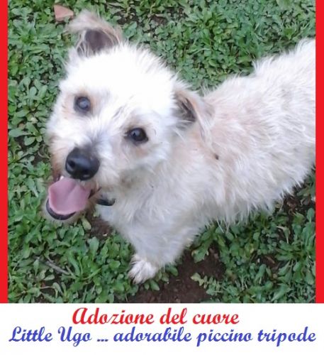 little_ugo_appello