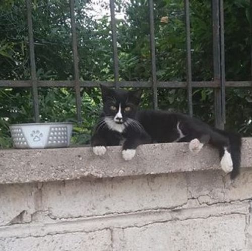 macchiolina_muretto
