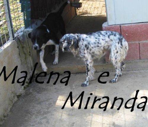 malena_miranda_zampettte_amiche