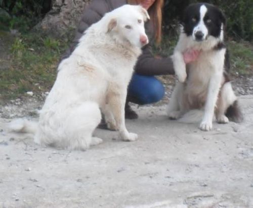 maremmani_cilento1