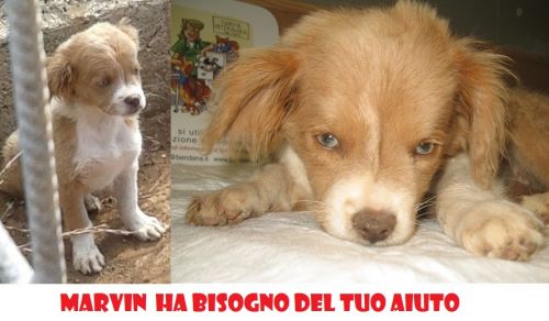 marvin_cuccioletto