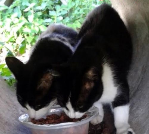 micetti