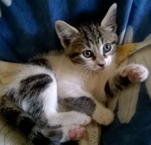 mici-maria_6