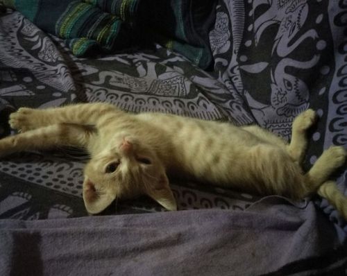 micio_coccole