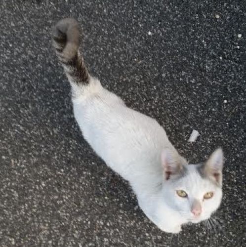 micio_mio