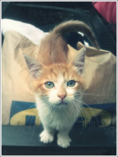 micio_rosso